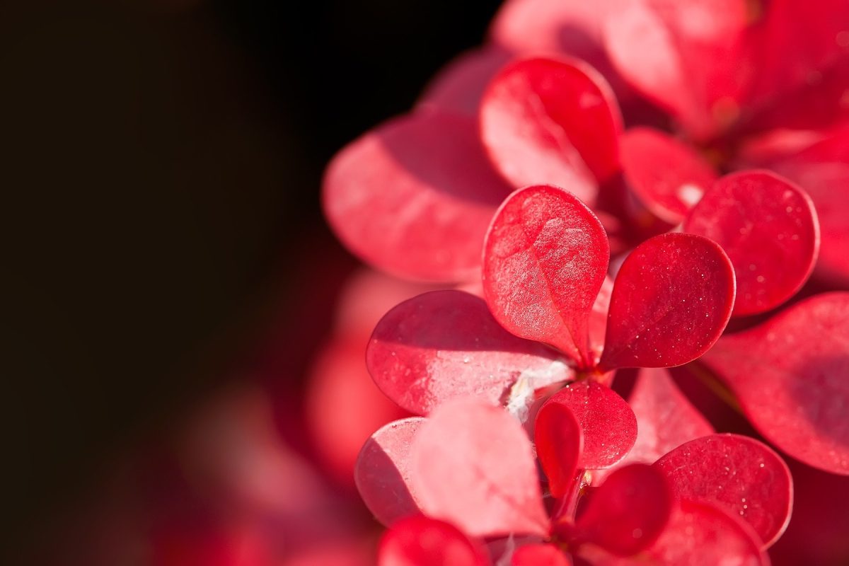 1180955-leaves-heart-red-plants-photography-macro-blossom-Valentines-Day-pink-color-leaf-flower-plant-petal-close-up-macro-photography